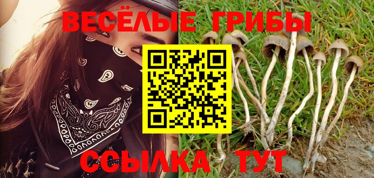 Псилоцибиновые грибы Psilocybe  Вход с VPN  Майский 